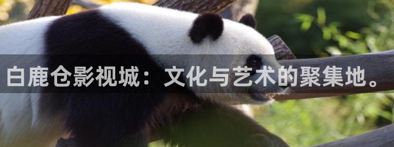 悟空悟空悟空免费观看高清：白鹿仓影视城：文化与艺术的聚集地。